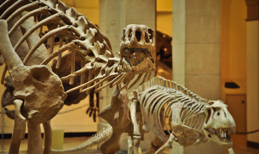 Милые кости из палеонтологического музея в Мюнхене.