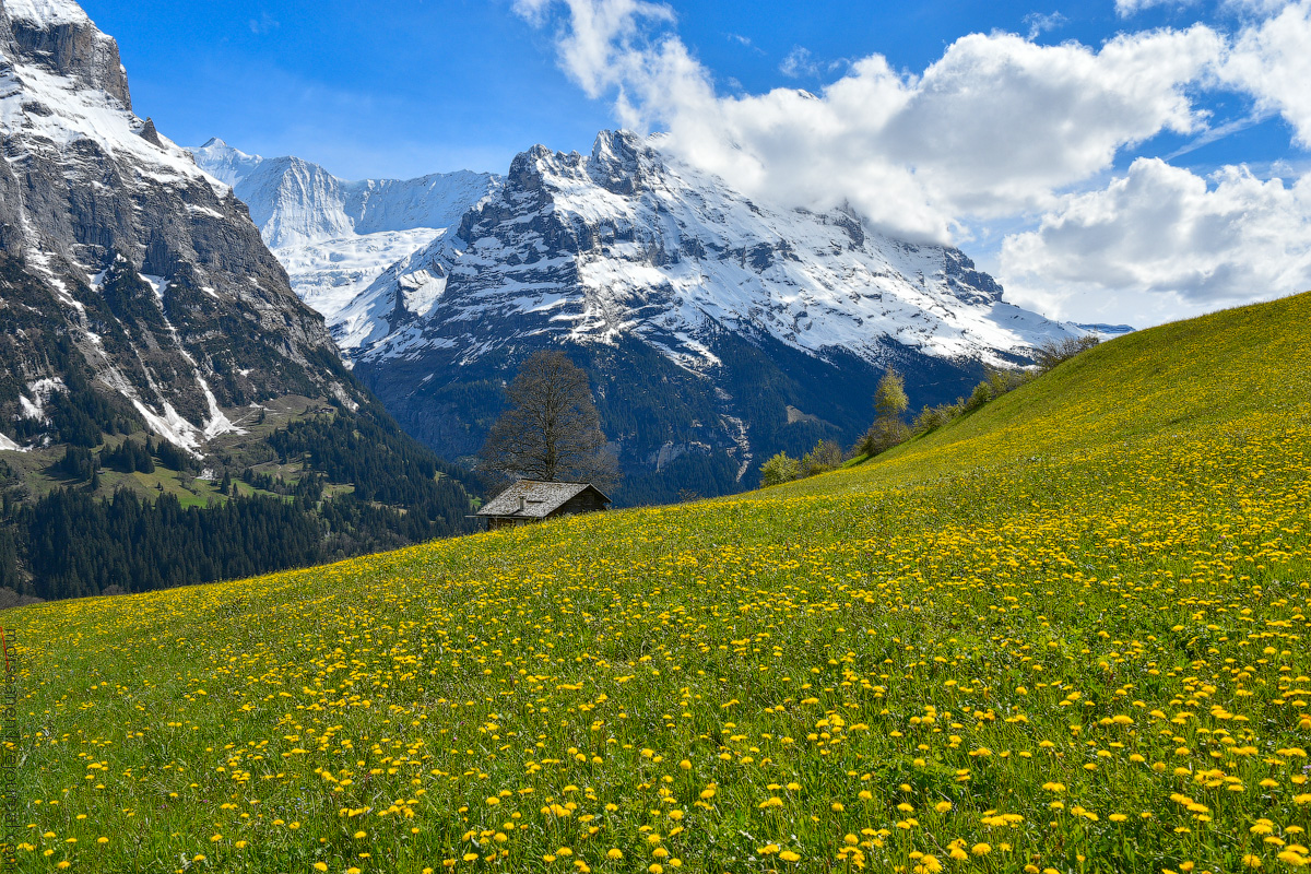 Grindelwald-(27)