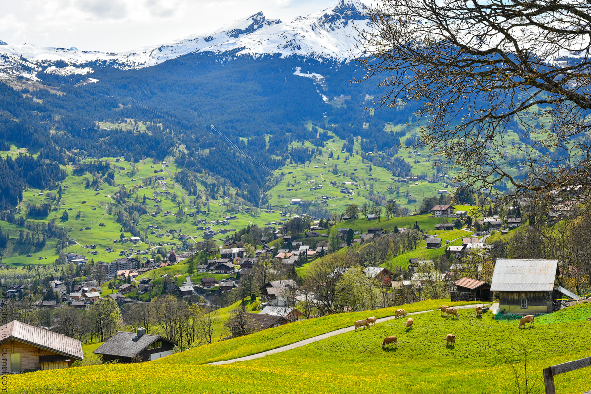 Grindelwald-(26)