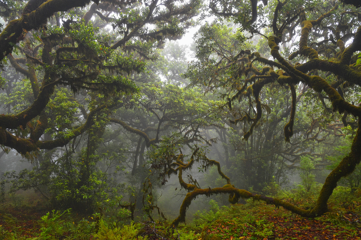 Madeira-Beginning-(44)