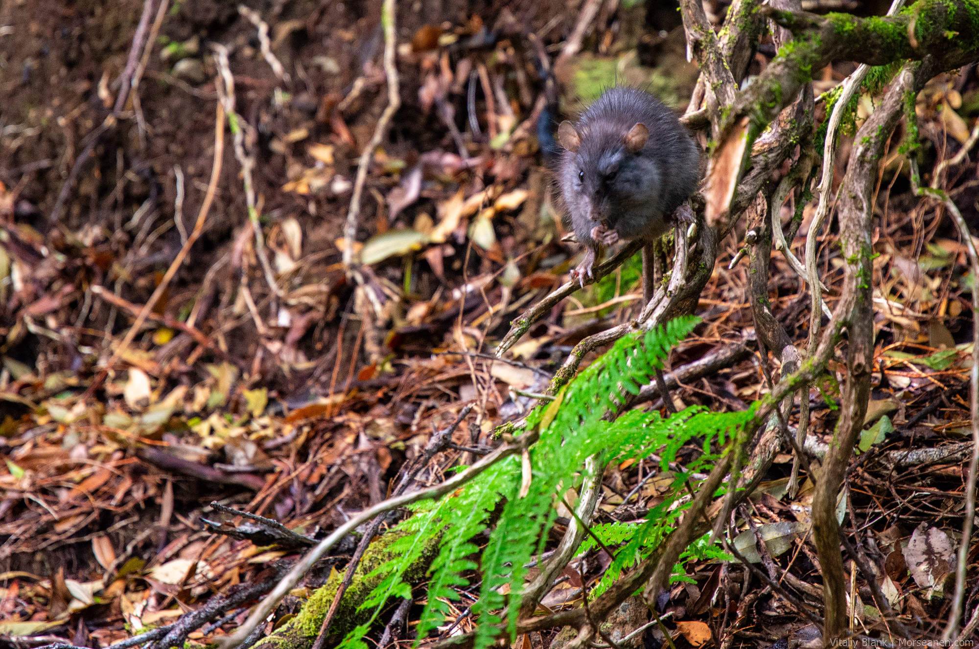 Levada-Madeira-(26)