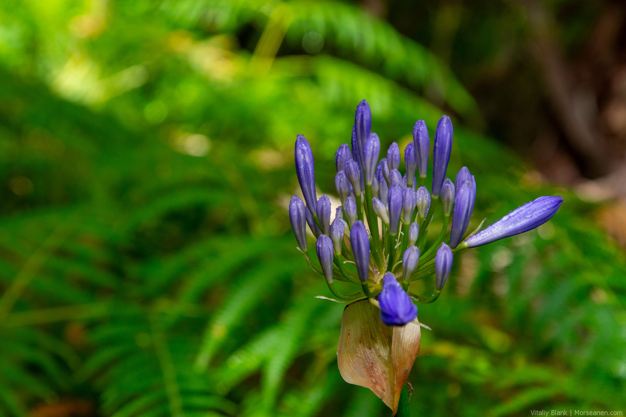 Levada-Madeira-(19)