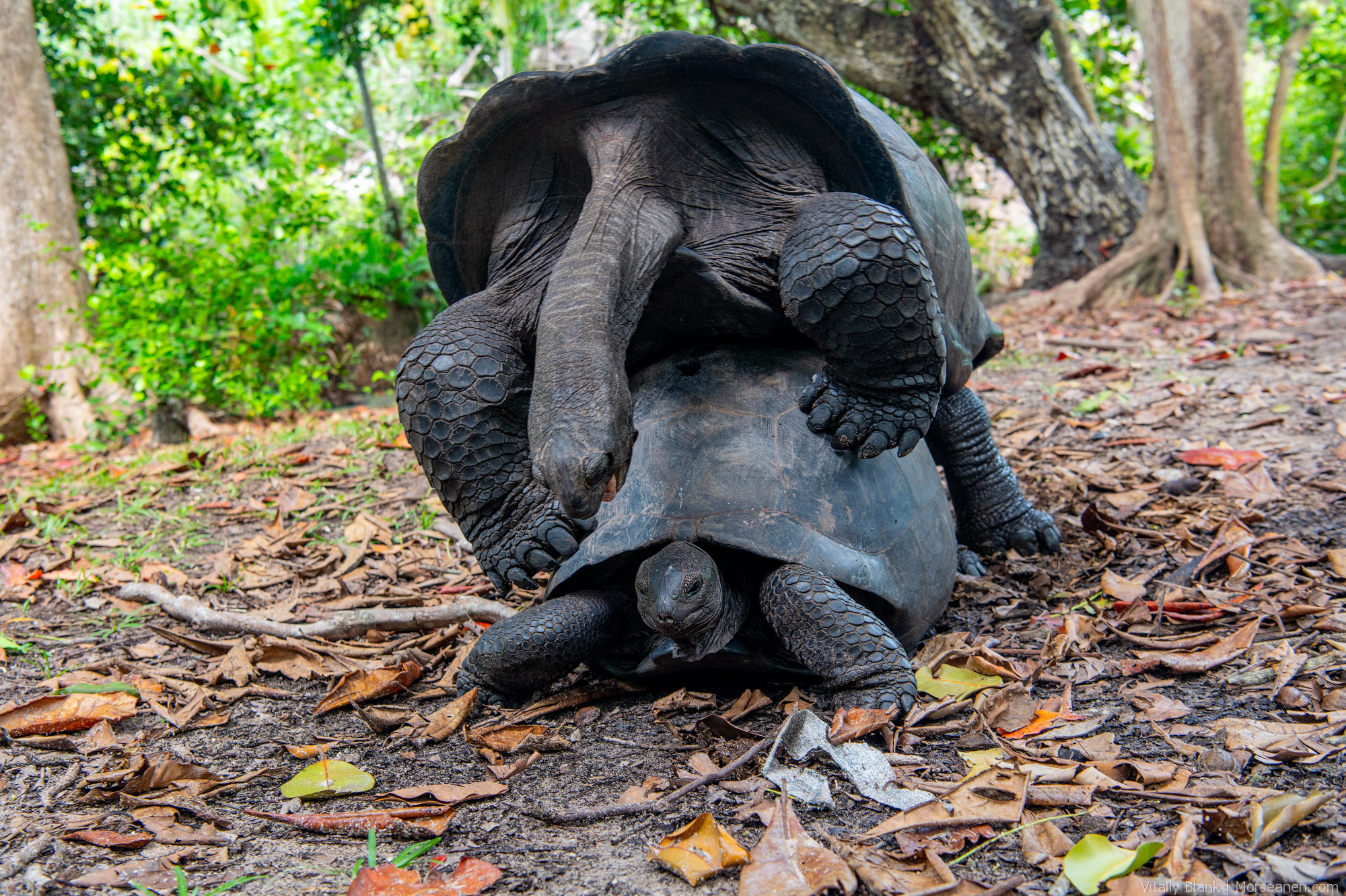 Seychelles-Intro-Nikon-(9)