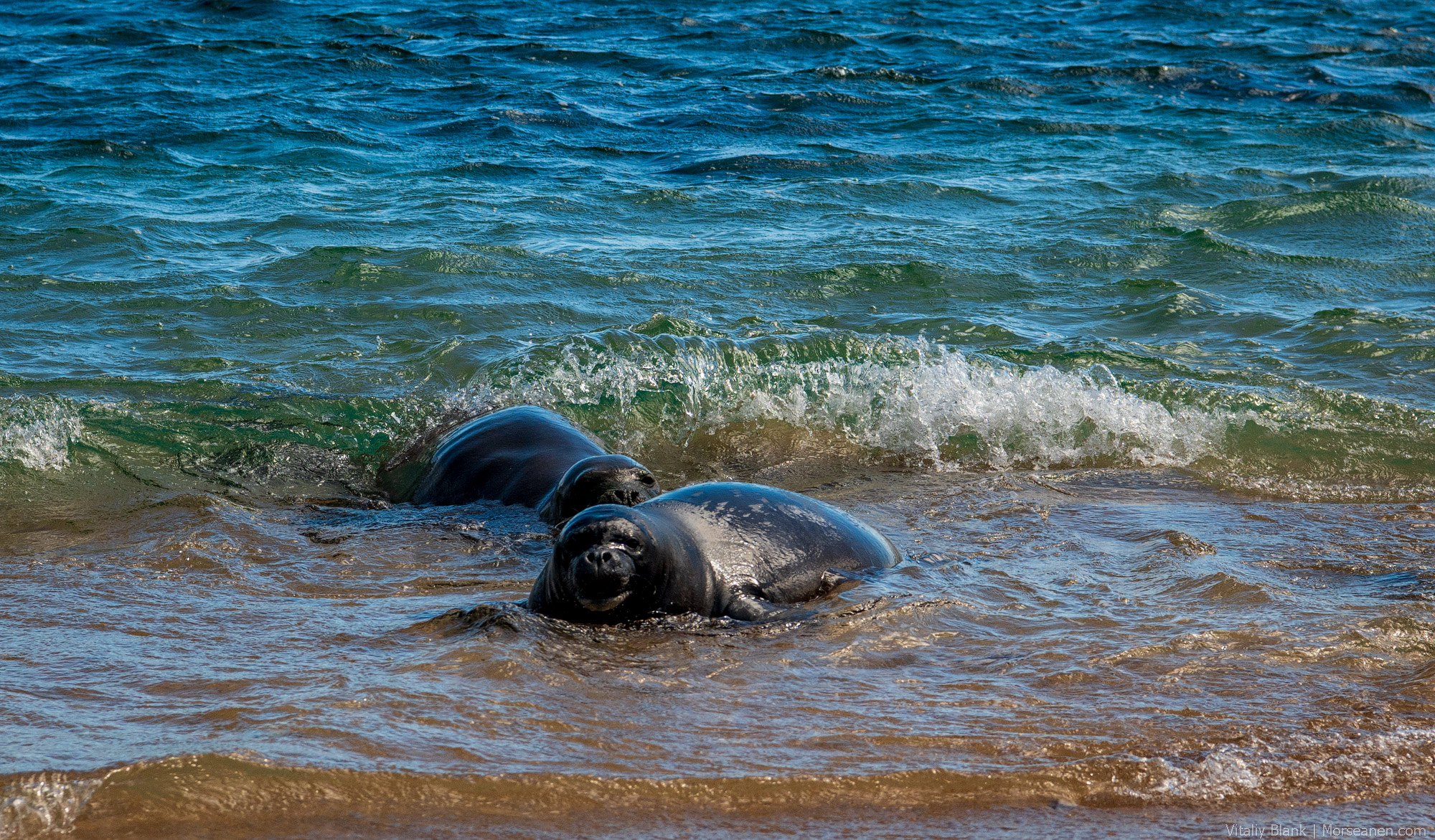 Hawaii-Animals-(3)