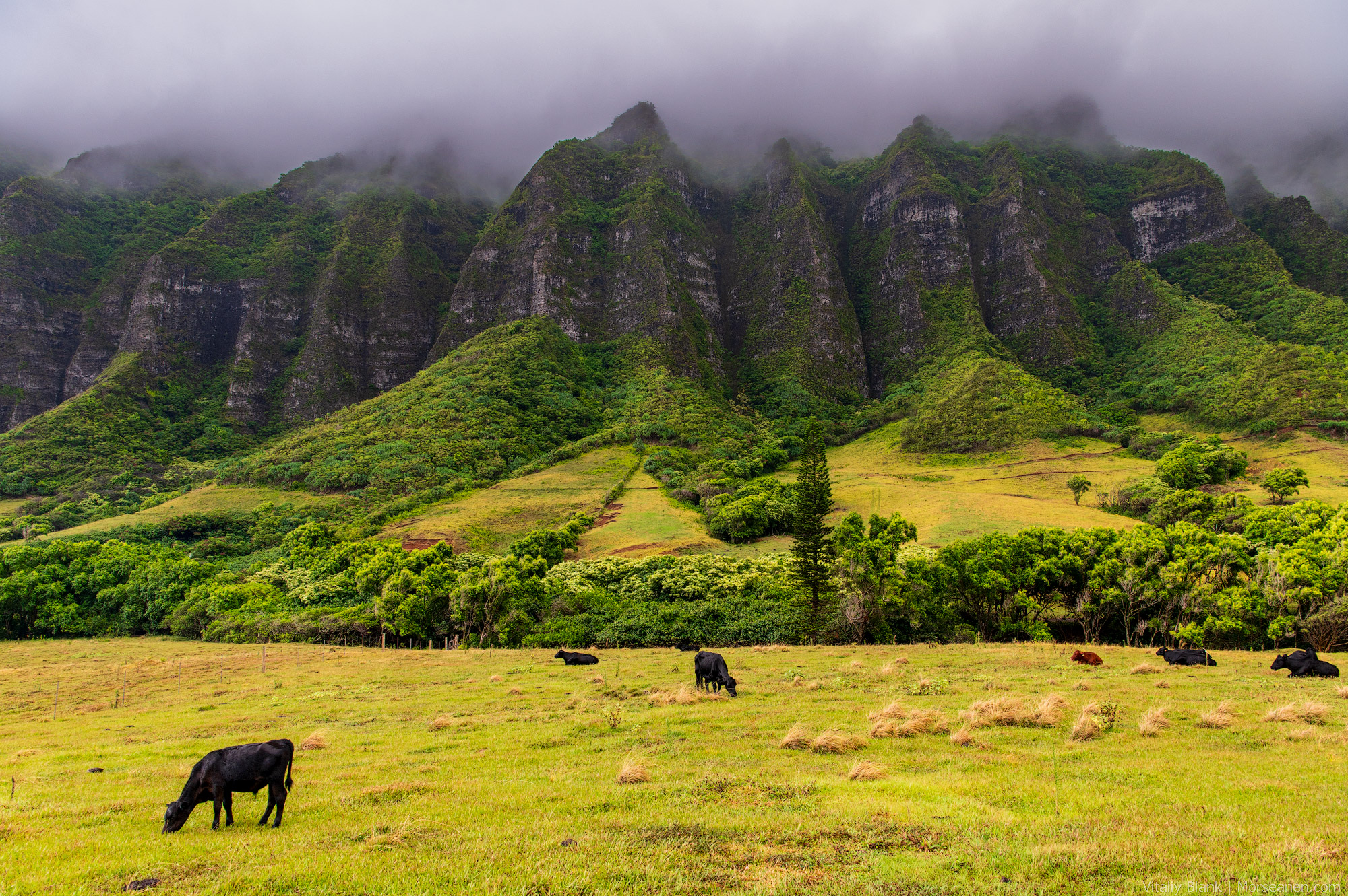 Hawaii-Nature-(44)