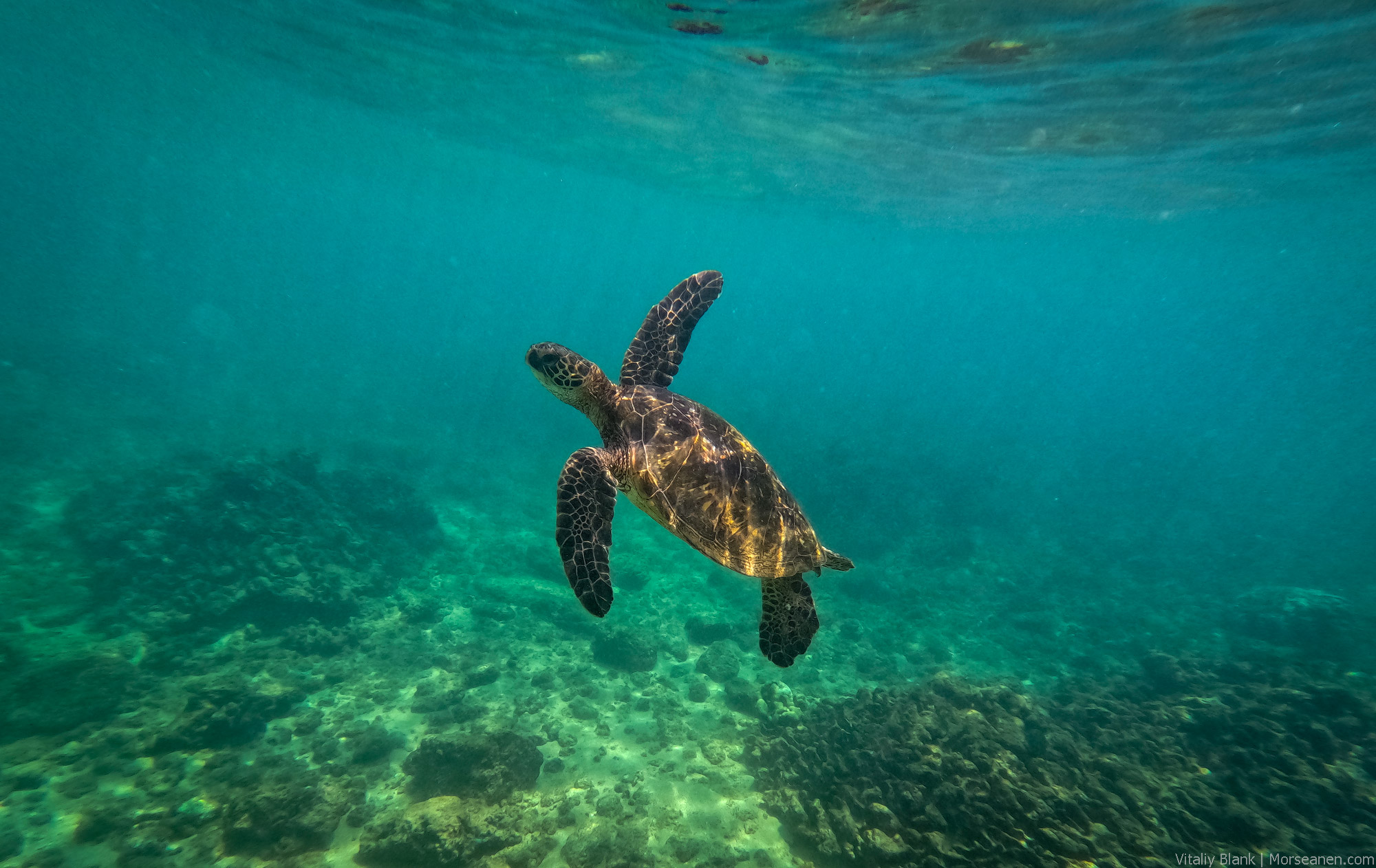 Hawaii Animals