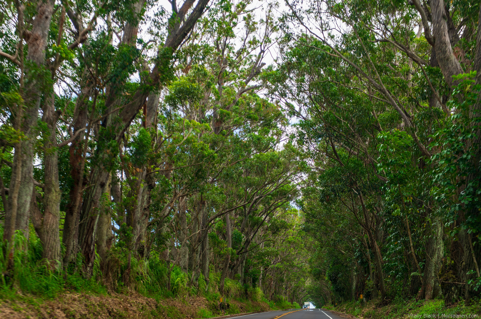 Hawaii-Nature-(4)